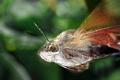 macroglossum stellatarum 3